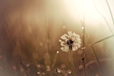 Close-up of wet dandelion