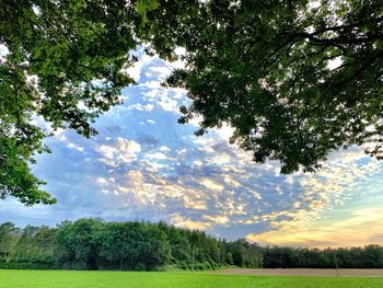 Scenic view of trees on field against sky