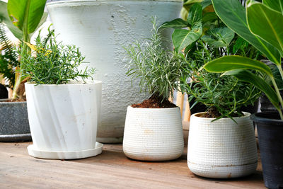 Decorative plants in modern white pots on wooden table