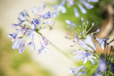 Close-up of purple flowers