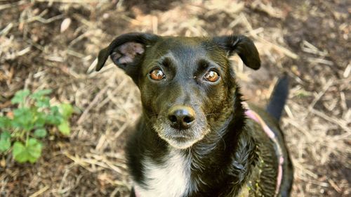 Close-up portrait of a dog