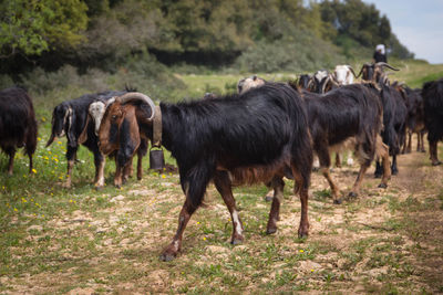 Horses standing in a field
