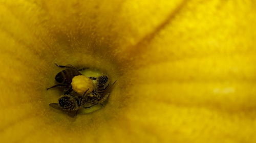 Close-up of insect on yellow flower