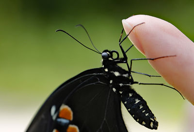 Close-up of butterfly on hand