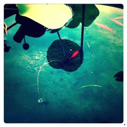 Jellyfish swimming in sea