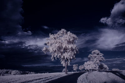 Trees on field against sky at night