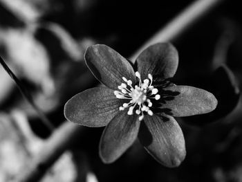 Close-up of flowering plant