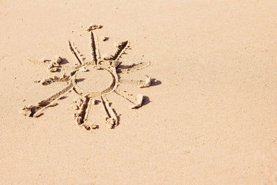 Close-up of spider on sand at beach