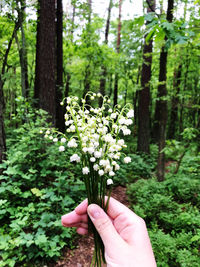 Forest ,flower,green,hand,sun,beautiful