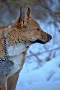 Close-up of a dog looking away