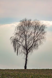 Bare tree on field against sky