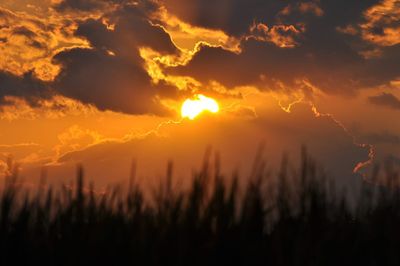 Silhouette plants against dramatic sky during sunset