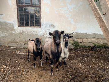 Sheep standing in a field