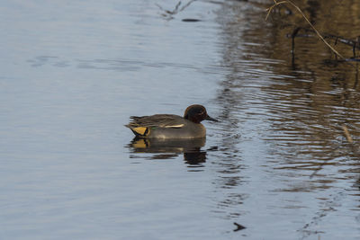 Duck swimming in lake