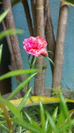 Close-up of pink flowering plant