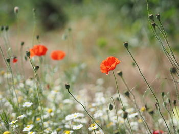 Close-up of red poppy flowers on field