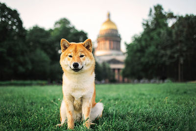 Portrait of a dog on field