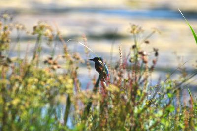 Bird perching on plant