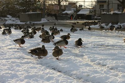 Birds in water