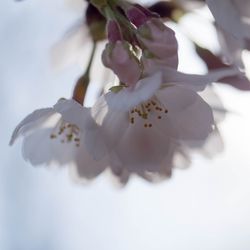 Close-up of white flowers blooming outdoors