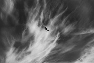 Low angle view of bird flying in sky