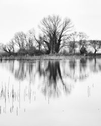 Reflection of bare trees in lake against clear sky