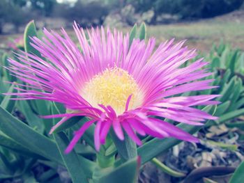 Close-up of flower blooming outdoors