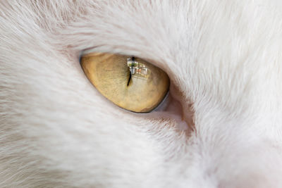 Close-up of cat eye