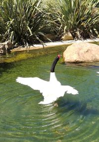 Swan swimming in lake