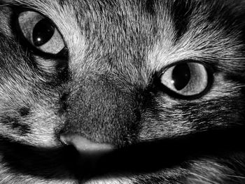 Close-up portrait of a cat