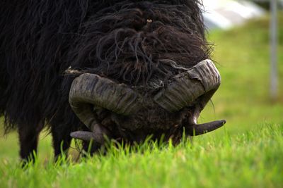 Close-up of a horse on field