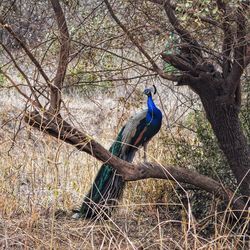 Bird perching on a tree