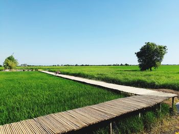Boardwalk over agricultural field against clear sky