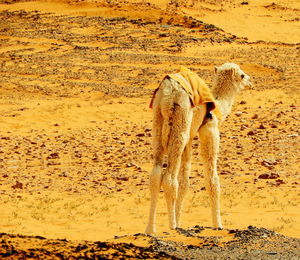 Baby young camels in the desert