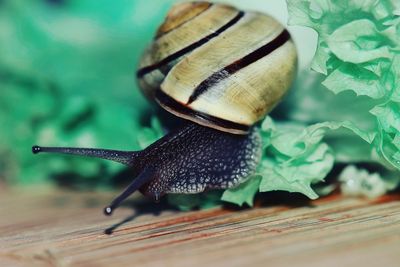 Close-up of snail