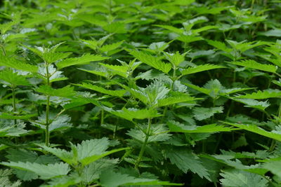 Close-up of fresh green plants