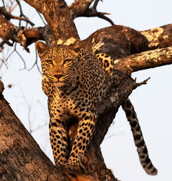 Low angle view of cat against tree