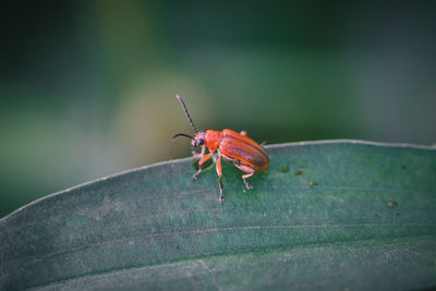 Close-up of insect