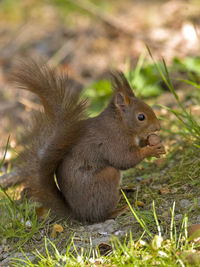 Close-up of squirrel