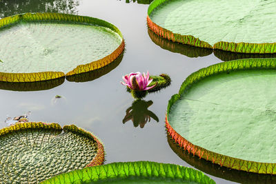 Close-up of lotus water lily in lake