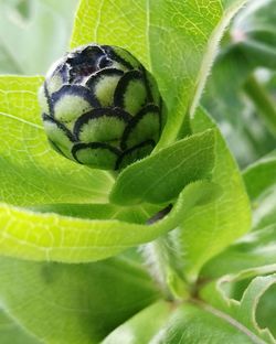 Macro shot of insect on leaf