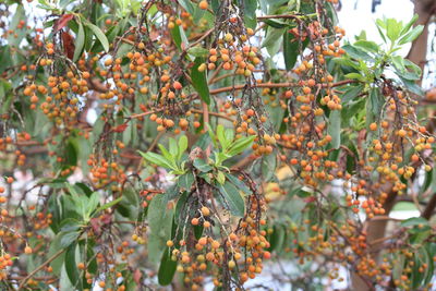 Close-up of red flowers growing on plant