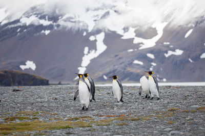 Penguins on land against snowcapped mountain
