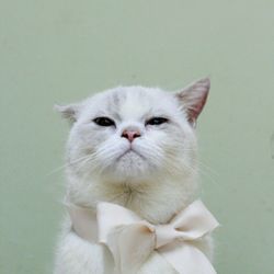 Close-up portrait of cat against green background