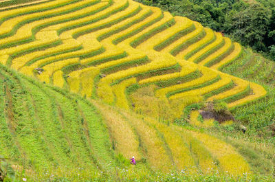 Scenic view of rice field