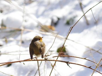 Low angle view of bird perching on branch