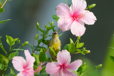 Close-up of pink flowers blooming outdoors