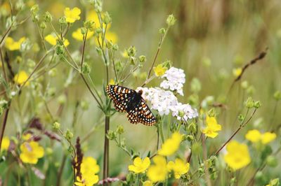 Butterfly pollinating on flower