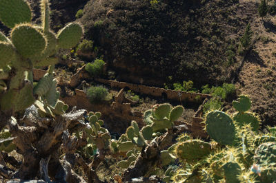 High angle view of trees, nopales and a abandoned sctructure