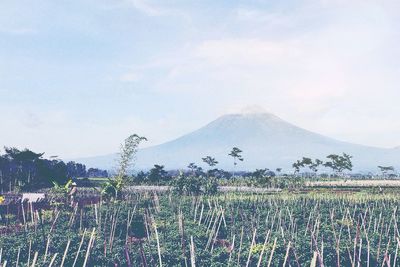 Scenic view of rural landscape